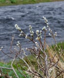 Iceland. Powerful life, Spring time. stock image Iceland. Powerful life, Spring time. stock image