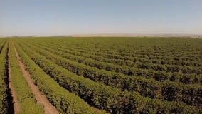 Powietrzny materiał filmowy od kawowej plantaci w Brazylia zbiory Powietrzny materiał filmowy od kawowej plantaci w Brazylia zbiory