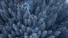 Powietrzny materiał filmowy zimy jedlinowego drzewa las w górach Widok sosny zakrywać z śniegiem z góry Quadcopter zdjęcie wideo Powietrzny materiał filmowy zimy jedlinowego drzewa las w górach Widok sosny zakrywać z śniegiem z góry Quadcopter zdjęcie wideo