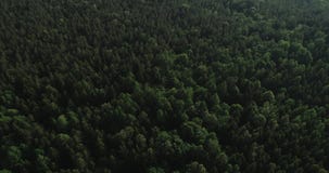 Powietrzny wideo - trutnia lot nad dużym zielonym lasem w Polska, park narodowy, lato 2019 zbiory Powietrzny wideo - trutnia lot nad dużym zielonym lasem w Polska, park narodowy, lato 2019 zbiory