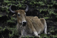 Południowy Afrykański bydła Nguni byka bos sp W Palącym polu obrazy stock Południowy Afrykański bydła Nguni byka bos sp W Palącym polu obrazy stock
