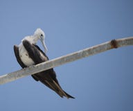 Prachtige (onrijpe) Frigatebird in Yucatan, Mexico royalty-vrije stock fotografie Prachtige (onrijpe) Frigatebird in Yucatan, Mexico royalty-vrije stock fotografie
