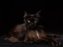 Pracowniany portret piękny Maine Coon kot zdjęcie stock Pracowniany portret piękny Maine Coon kot zdjęcie stock