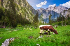 Prado con las vacas en el parque nacional de Berchtesgaden fotos de archivo Prado con las vacas en el parque nacional de Berchtesgaden fotos de archivo