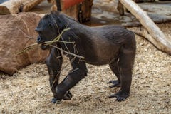 Prag-Zoogorillaausstellung lizenzfreies stockfoto Prag-Zoogorillaausstellung lizenzfreies stockfoto