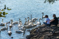 Praga, República Checa - 10 de setembro de 2019: os povos olham cisnes em Praga no rio ao lado de Charles Bridge fotografia de stock royalty free Praga, República Checa - 10 de setembro de 2019: os povos olham cisnes em Praga no rio ao lado de Charles Bridge fotografia de stock royalty free