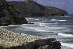 Praia de Muriwai da colônia do albatroz perto da praia da areia do preto de Auckland imagens de stock Praia de Muriwai da colônia do albatroz perto da praia da areia do preto de Auckland imagens de stock