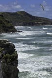 Praia de Muriwai da colônia do albatroz perto da praia da areia do preto de Auckland imagens de stock Praia de Muriwai da colônia do albatroz perto da praia da areia do preto de Auckland imagens de stock