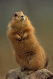 Prairie Dog Stock Photo Prairie Dog Stock Photo