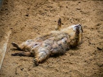 Prairie Dog sleeping on the ground in the outdoor nature.Animal life royalty free stock photography Prairie Dog sleeping on the ground in the outdoor nature.Animal life royalty free stock photography