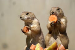 Prairie Dogs Couple 1 Royalty Free Stock Photo Prairie Dogs Couple 1 Royalty Free Stock Photo