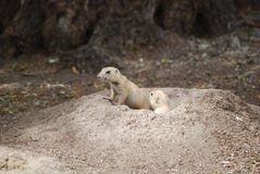 Prairie dogs peeping from burrow stock photography Prairie dogs peeping from burrow stock photography
