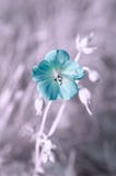 Pratense de géranium, le géranium de pré, géranium de pré avec l'effet infrarouge photographie stock libre de droits Pratense de géranium, le géranium de pré, géranium de pré avec l'effet infrarouge photographie stock libre de droits