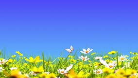 Prati e fiori verdi Prati e fiori verdi
