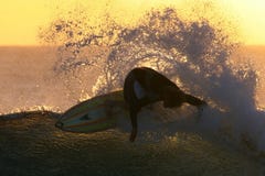 Praticare il surfing di tramonto Praticare il surfing di tramonto