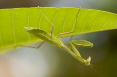 Praying Mantis Stock Photography Praying Mantis Stock Photography