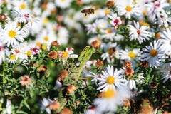 Praying mantis on the flower royalty free stock photography Praying mantis on the flower royalty free stock photography