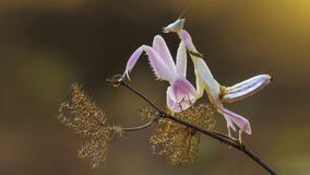 Praying Mantis In The Flower Stock Image Praying Mantis In The Flower Stock Image