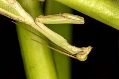 Praying-mantis on leaf close up photo - macro photo of Praying-mantis royalty free stock photography Praying-mantis on leaf close up photo - macro photo of Praying-mantis royalty free stock photography