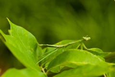 Praying Mantis On Leaf Stock Photography