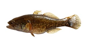 Predator Freshwater Fish Stock Image Predator Freshwater Fish Stock Image