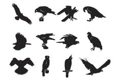 Predator Wild Bird Silhouette Design Element Hawk Eagle Falcon stock illustration Predator Wild Bird Silhouette Design Element Hawk Eagle Falcon stock illustration