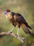 Predatore cheriway del Caracara del Caracara crestato giovanile dell'uccello fotografie stock Predatore cheriway del Caracara del Caracara crestato giovanile dell'uccello fotografie stock