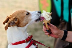 Predikant Jack die Russell Terrier hondroomijs likt royalty-vrije stock fotografie Predikant Jack die Russell Terrier hondroomijs likt royalty-vrije stock fotografie