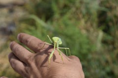 Pregare il mantide sulla mano dell'uomo immagini stock libere da diritti Pregare il mantide sulla mano dell'uomo immagini stock libere da diritti