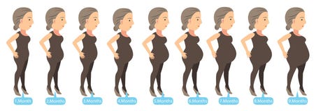 Pregnancy Stages Royalty Free Stock Photo Pregnancy Stages Royalty Free Stock Photo