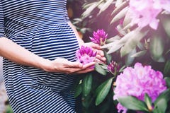 Pregnancy, symbol of conception, birth of new life, eco fertilization concepts. stock photo Pregnancy, symbol of conception, birth of new life, eco fertilization concepts. stock photo