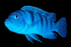 pregnant red zebra cichlid pregnant red zebra cichlid