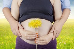 Pregnant tummy and flower in meadow royalty free stock photo Pregnant tummy and flower in meadow royalty free stock photo