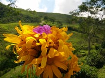 Prenda i fiori con gli oggetti del fondo della sfuocatura fotografia stock Prenda i fiori con gli oggetti del fondo della sfuocatura fotografia stock