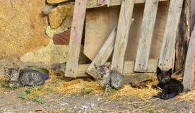 Prendre un bain de soleil de repos de trois chatons image stock Prendre un bain de soleil de repos de trois chatons image stock