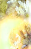 Preserved Flowers Four Stock Photography Preserved Flowers Four Stock Photography