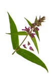 Pressande och torkad blommastachysofficinalis eller betonicaofficin arkivbild Pressande och torkad blommastachysofficinalis eller betonicaofficin arkivbild
