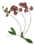 Pressed and dried stalk Lathyrus tuberosus with delicate maroon