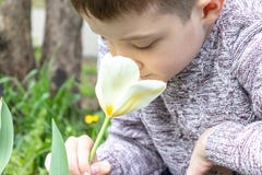 A preteen caucasian boy smelling white tulip flower in the spring garden stock photo A preteen caucasian boy smelling white tulip flower in the spring garden stock photo