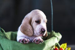 Pretty Basset hound puppy royalty free stock photos Pretty Basset hound puppy royalty free stock photos