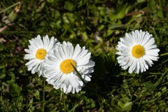 Pretty flowers on green background stock photo Pretty flowers on green background stock photo