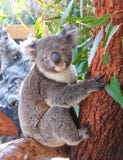 Pretty Koala On The Tree Branch Stock Photos
