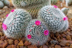 Pretty Mammillaria cactus with pink flowers on brown pebbles in the greenhouse. royalty free stock photography Pretty Mammillaria cactus with pink flowers on brown pebbles in the greenhouse. royalty free stock photography