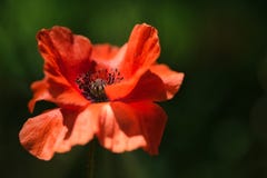 Pretty Orange Poppy Flower in the wind on a green spring meadow. royalty free stock image Pretty Orange Poppy Flower in the wind on a green spring meadow. royalty free stock image