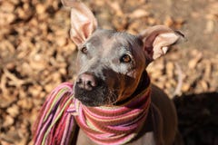 Pretty pale dog in bright stripped scarf on the autumn/fall background. royalty free stock photography Pretty pale dog in bright stripped scarf on the autumn/fall background. royalty free stock photography