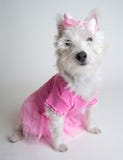 Pretty in Pink - Cute ballerina dog in pink tutu