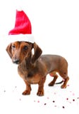 Pretty puppy dachshund dog happy new year 2018 Stock Image Pretty puppy dachshund dog happy new year 2018 Stock Image