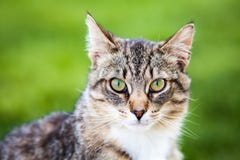 Pretty Tiger Cat stock images Pretty Tiger Cat stock images