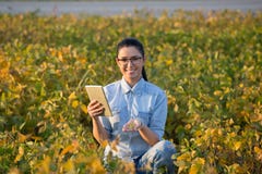 Agronomist with tablet in soybean field Royalty Free Stock Photo Agronomist with tablet in soybean field Royalty Free Stock Photo