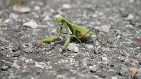 Preying Mantis stockfoto Preying Mantis stockfoto